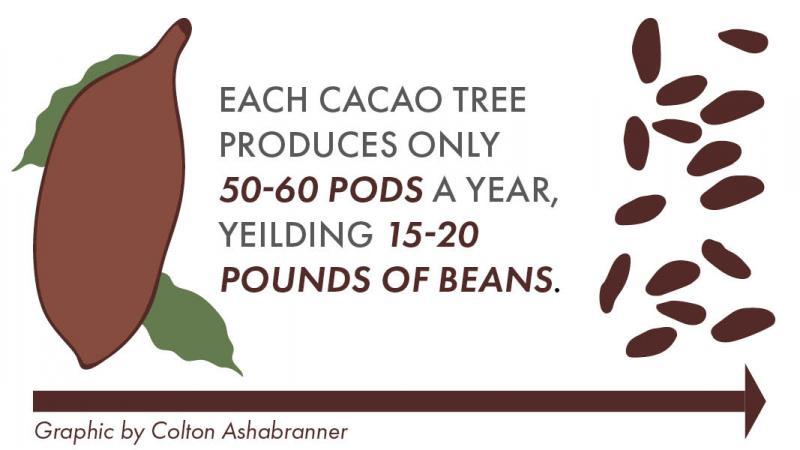 colton ashabranner cacao tree coco chocolate graphic infographic graphic design