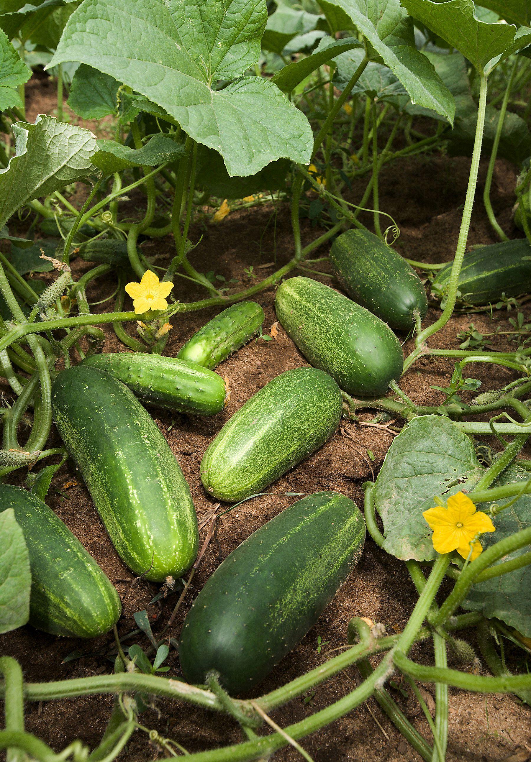 Image of Cucumbers summer garden plant