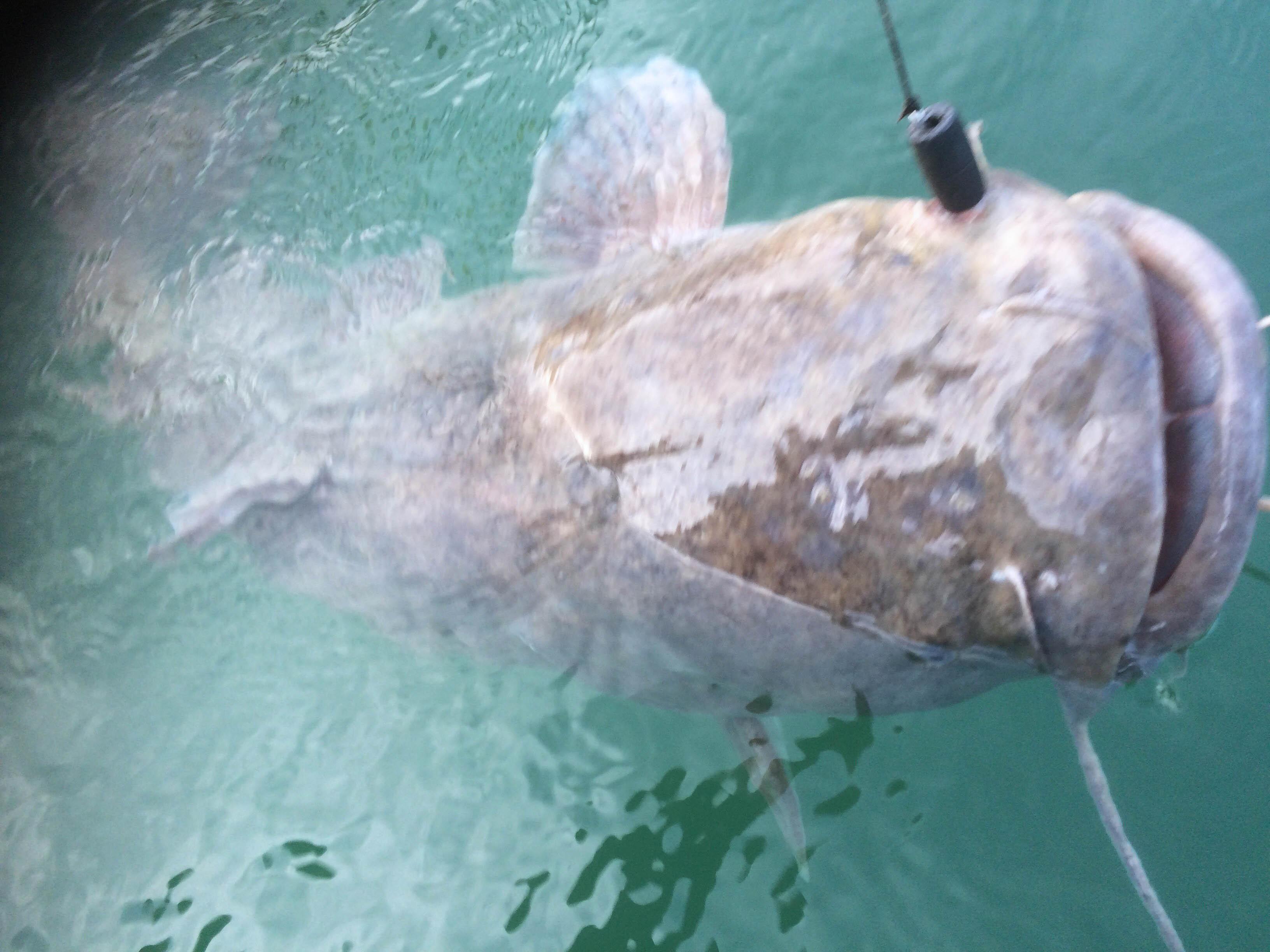 Finding a 38-pound catfish on the Guadalupe River San Marcos Record