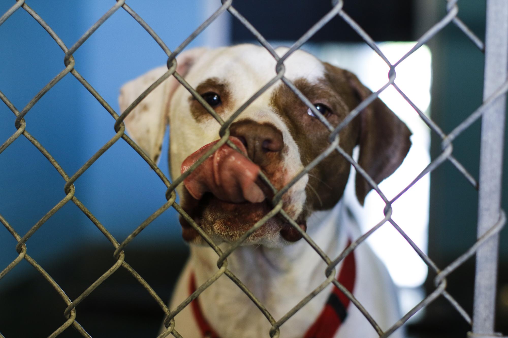 San Marcos Animal Shelter awarded grant | San Marcos Record