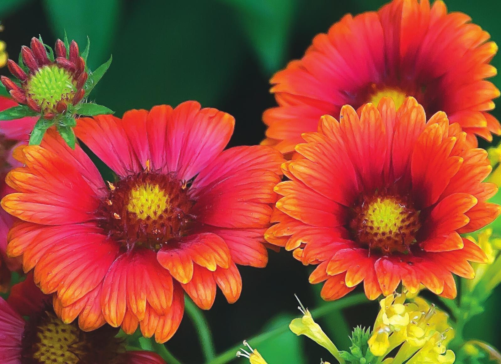 Get your sunny disposition on by planning your garden with ‘Heat It Up’ Blanket Flowers