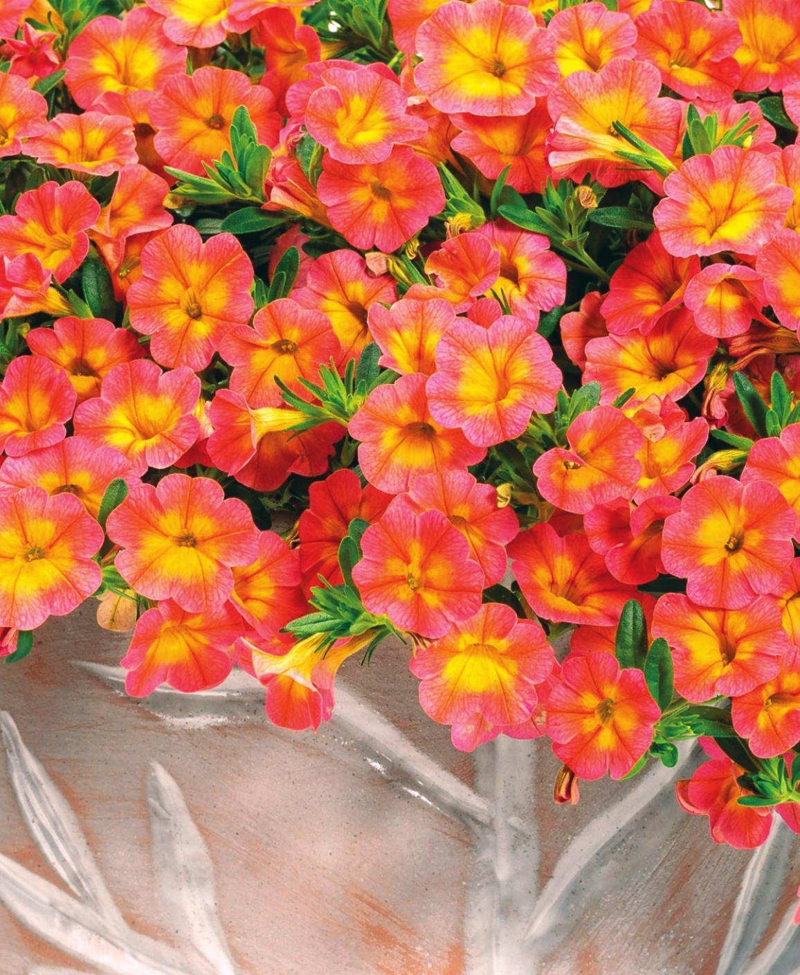Superbells Coral Sun offers the garden flaming color