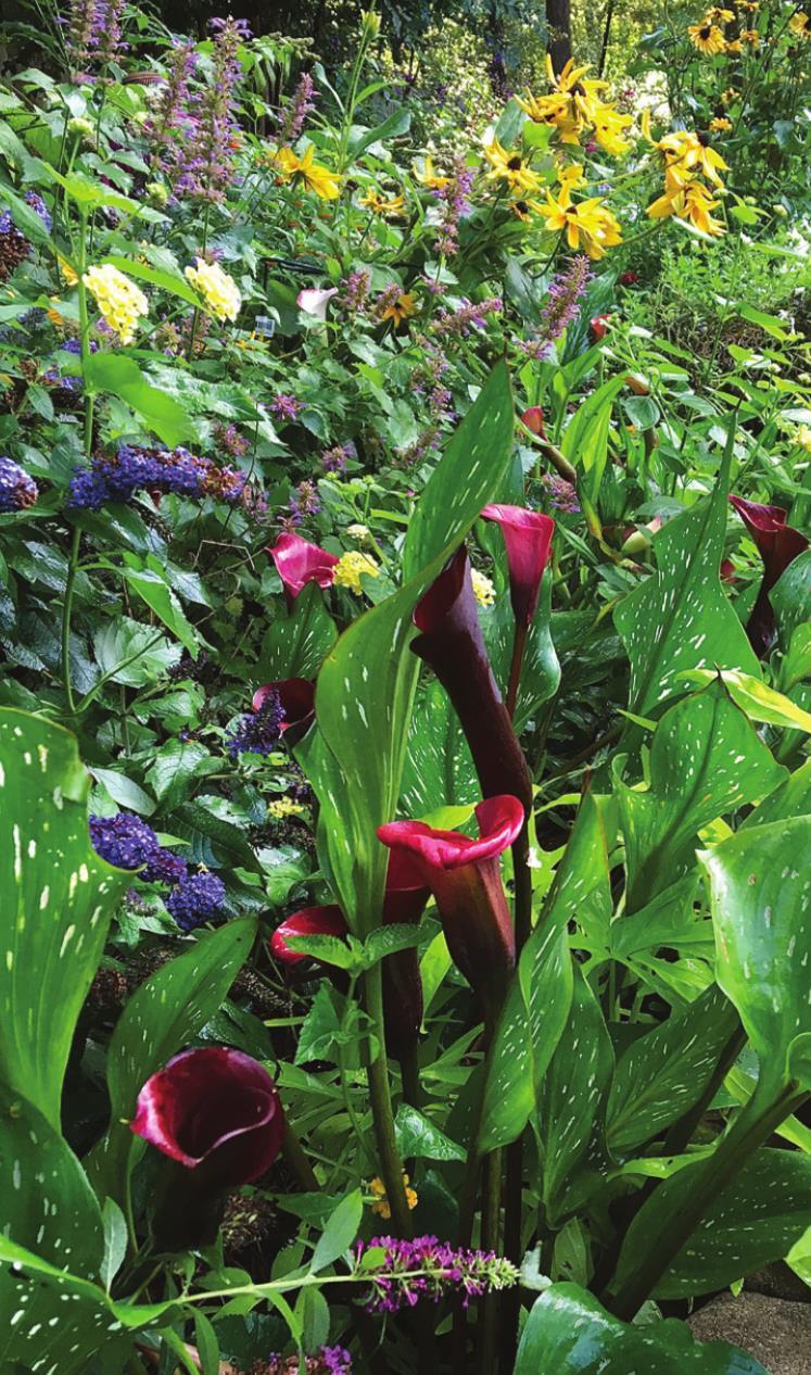 These will be your calla lilies next year and for always