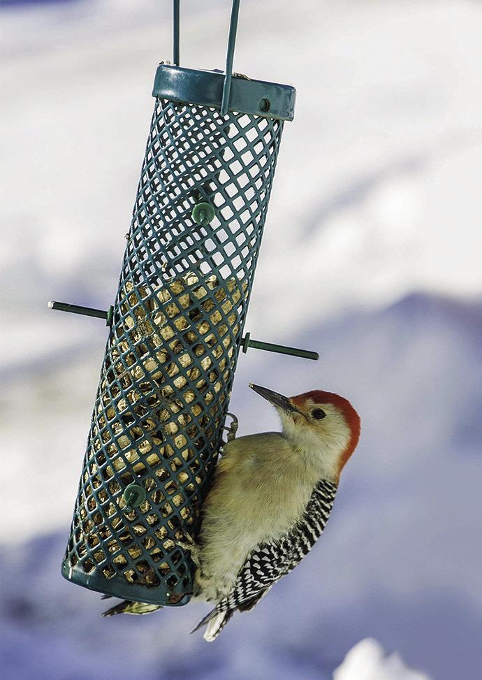 How to care for winter birds that visit your yard