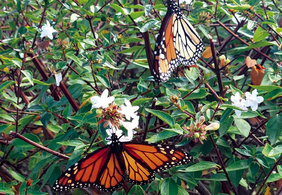 Majestic Monarchs in Town