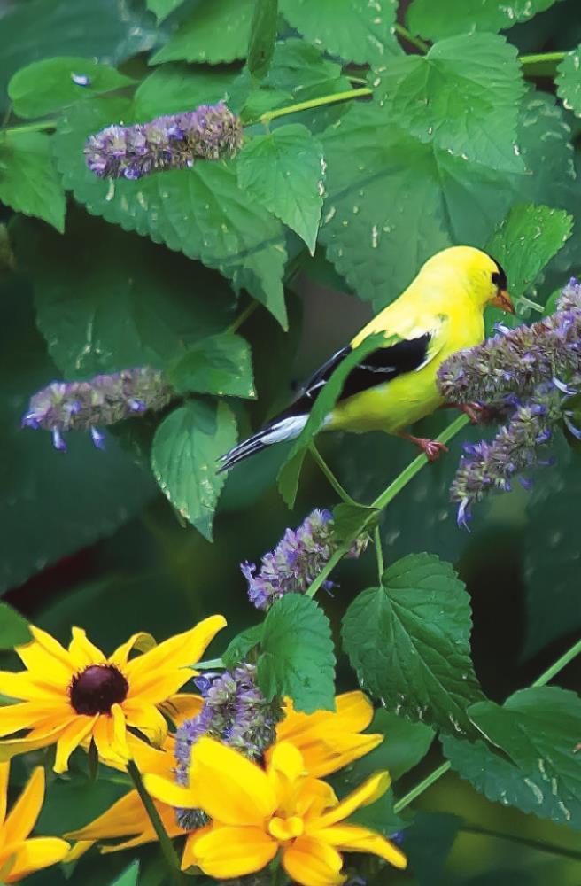 Make Blue Fortune agastache the foundation of your pollinator garden
