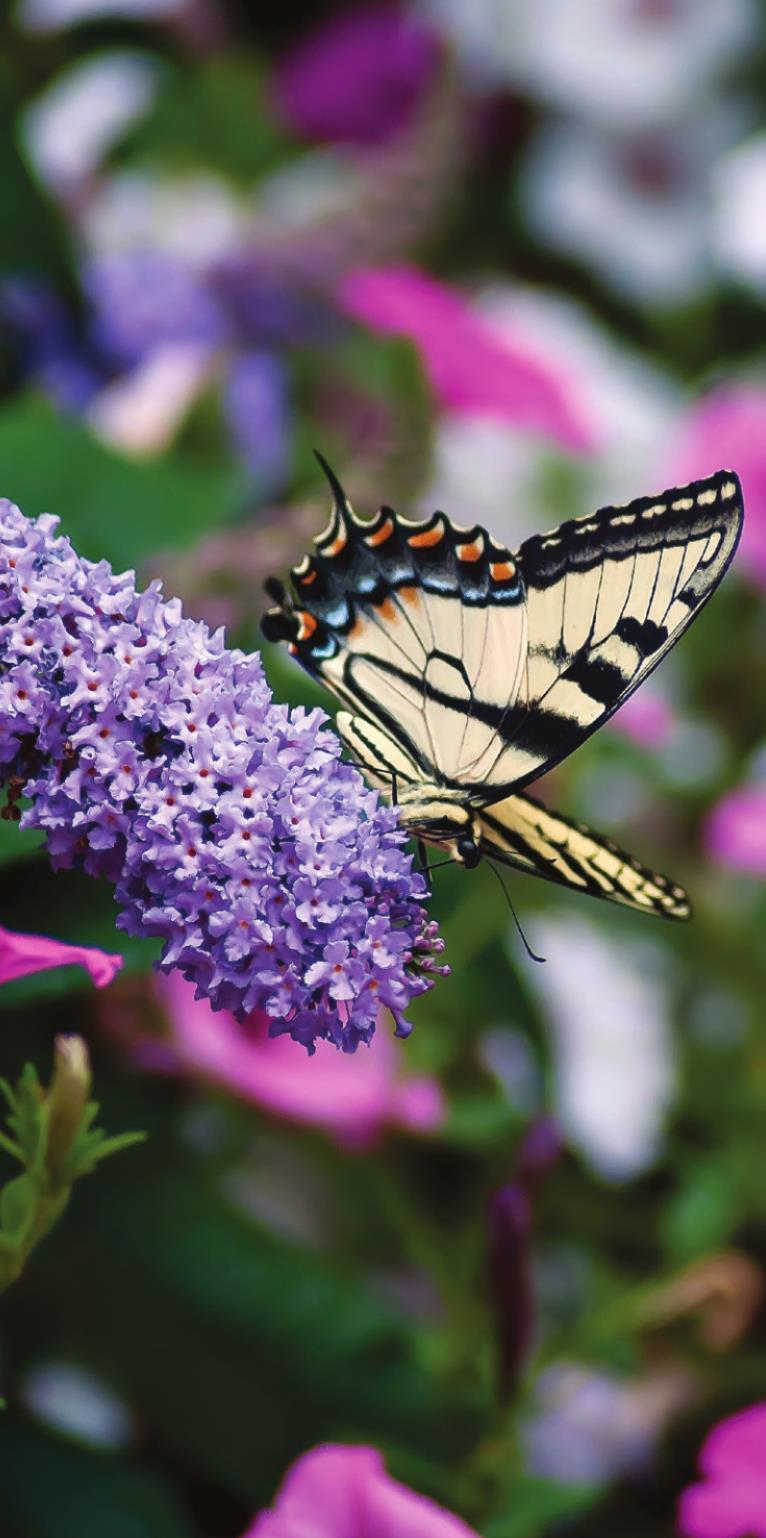 Pugster Butterfly Bush: Fragrance and fun collide