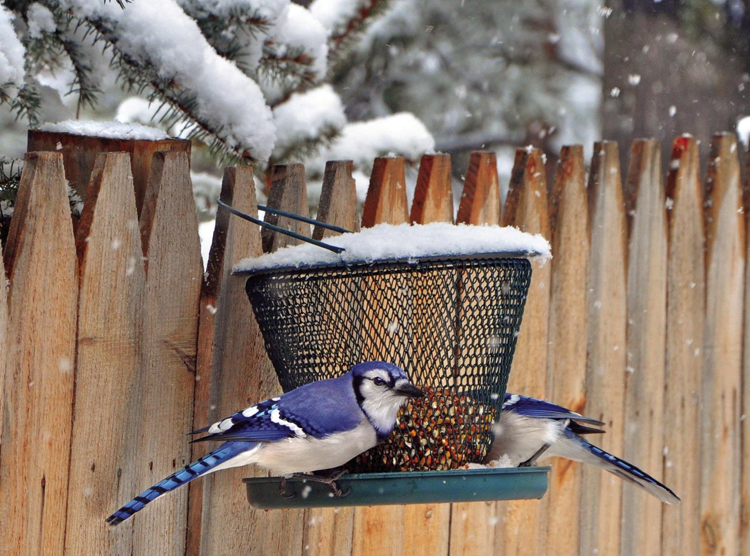 Exploring Nature: Birds in Winter