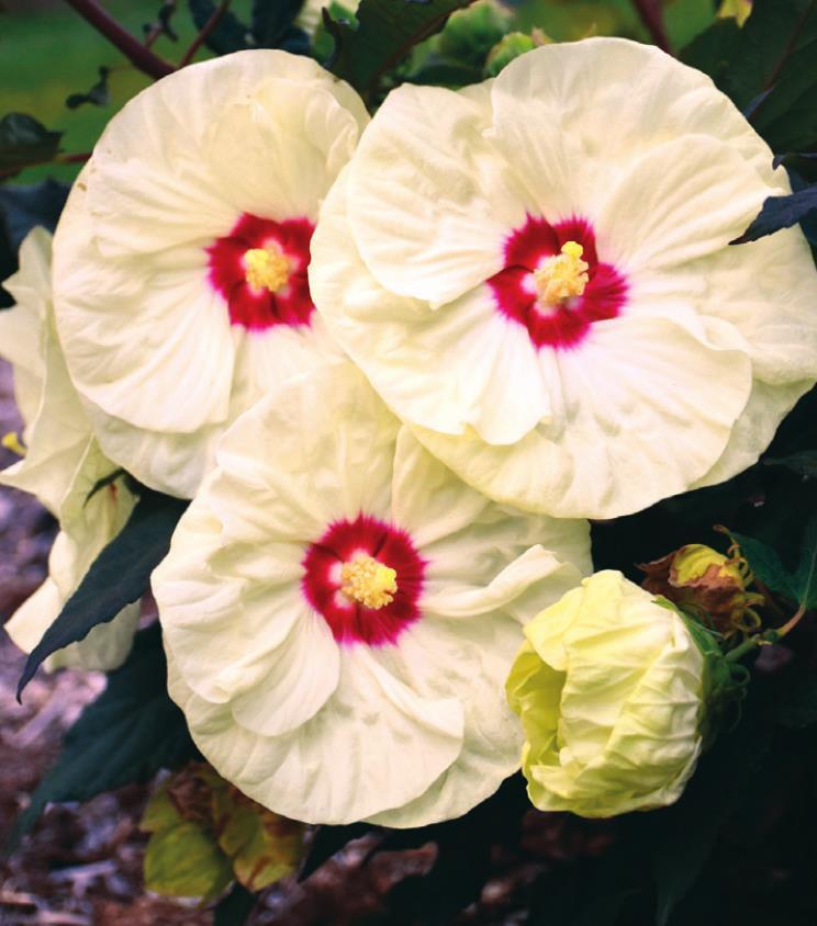 2021: The year of the Hardy Hibiscus