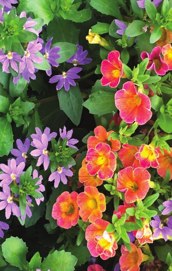 Crush your color combination with Whirlwind Scaevola