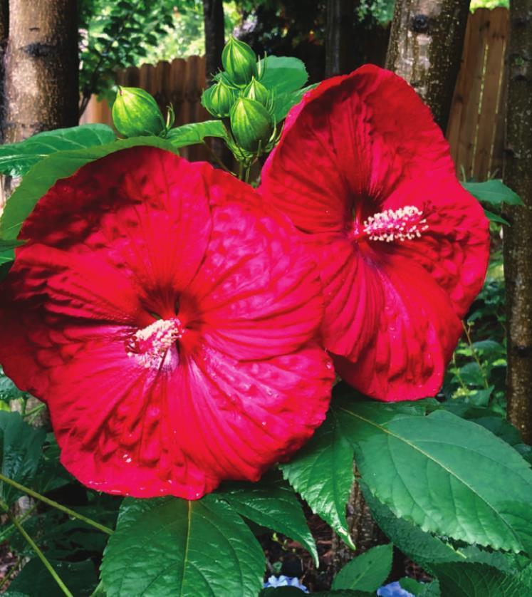 2021: The year of the Hardy Hibiscus