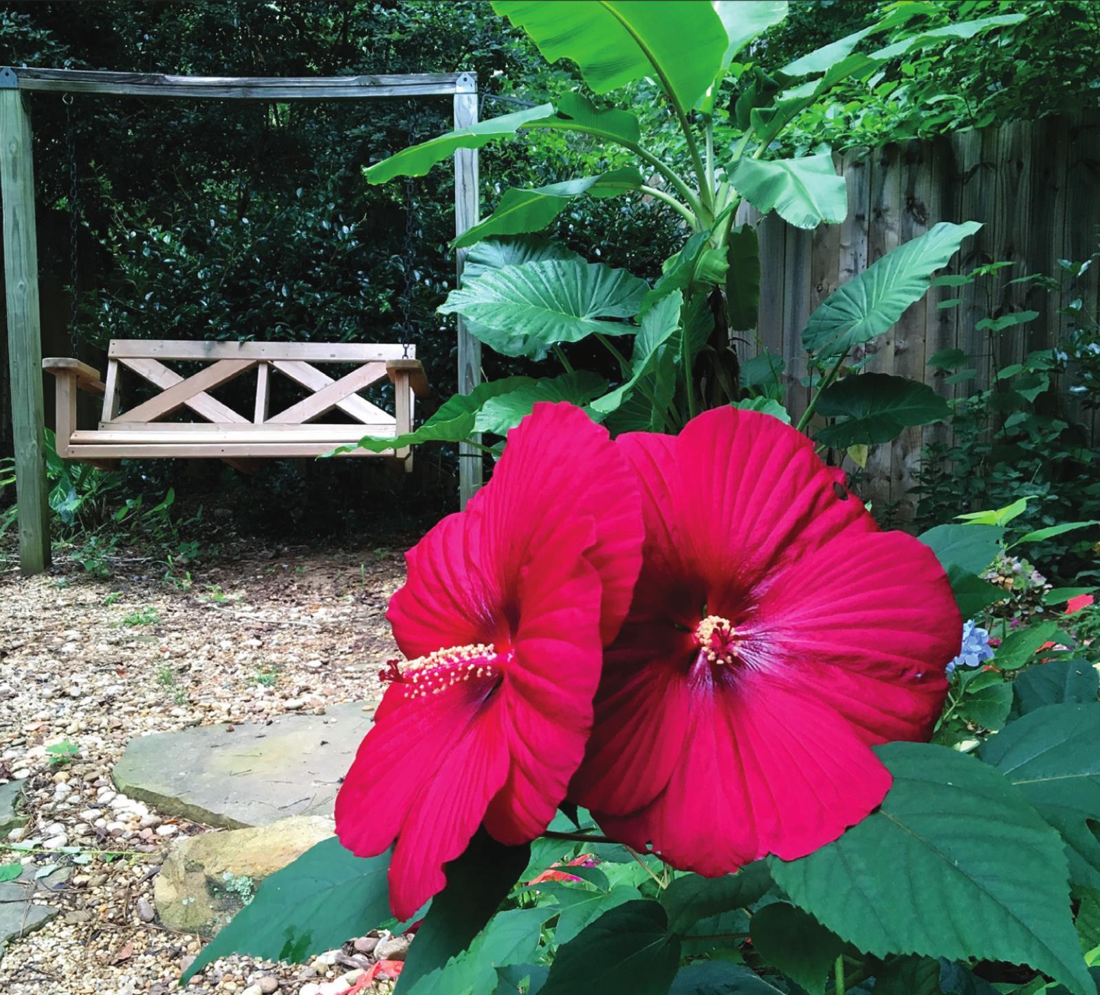 2021 Year of the Hardy Hibiscus was a sensational hit