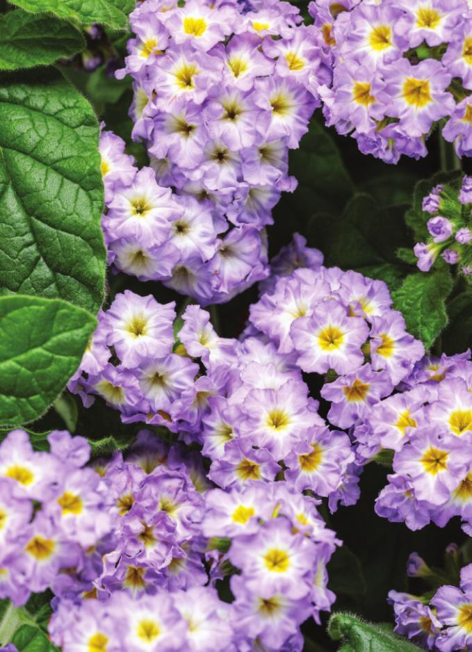 August Lavender Heliotrope sweeping awards across the country