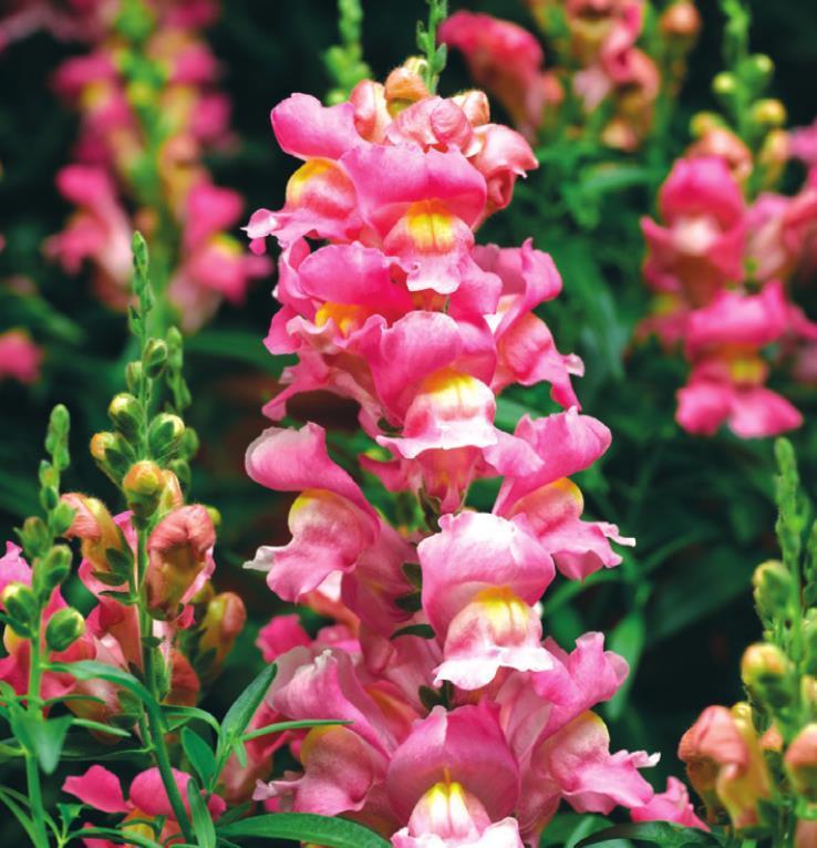 These Snapdragons aren’t just fantastic, they’re Snaptastic