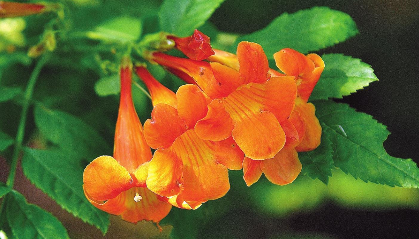 New Chicklet Orange will delight hummingbirds and butterflies