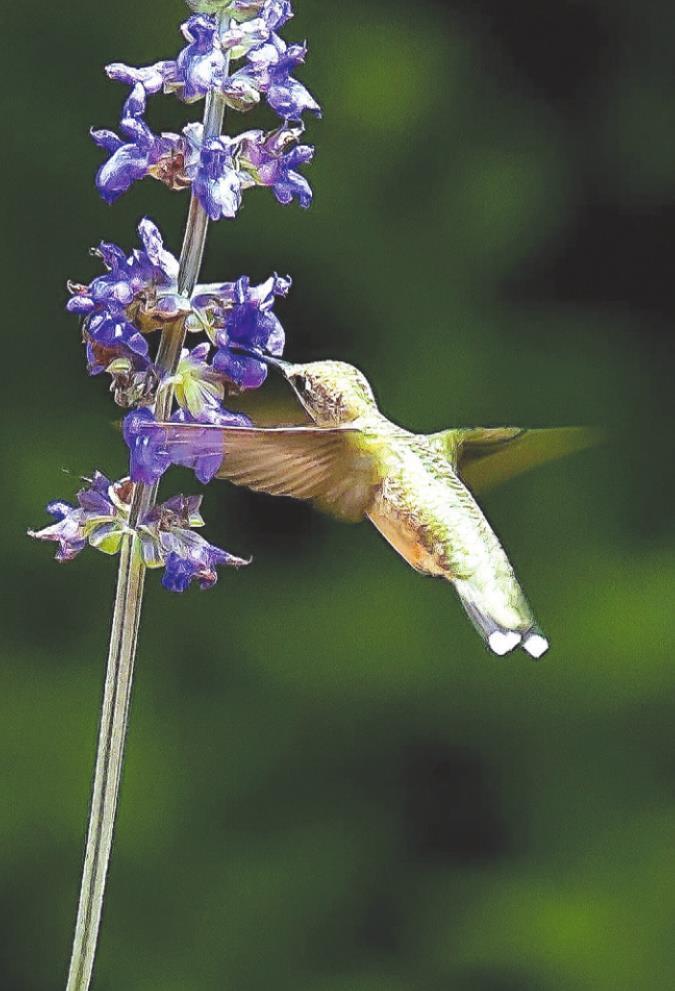 Rockin Playin the Blues Salvia: All About the bees, birds and butterflies