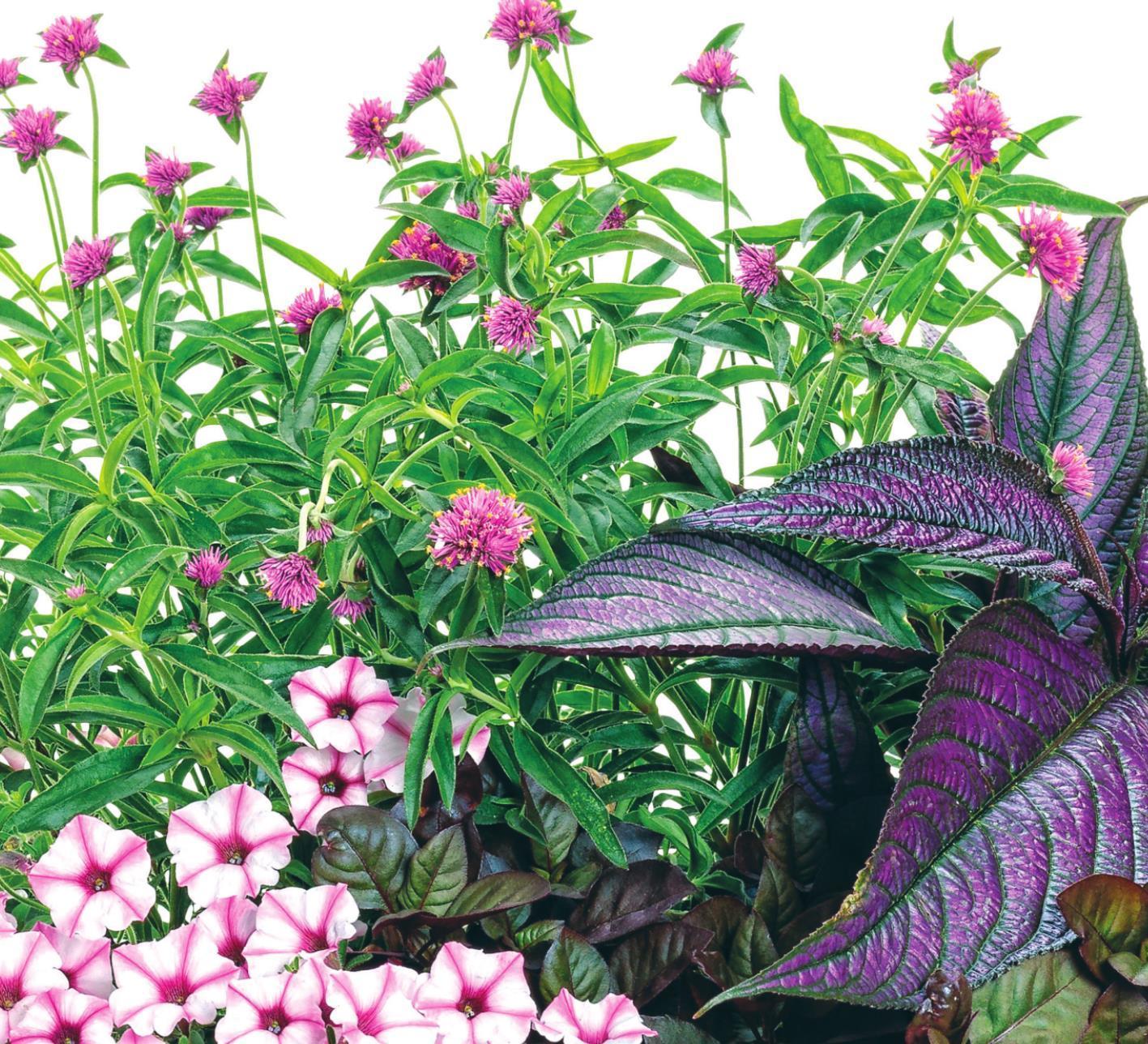 Persian Shield so beautifully exotic: ‘This is the life’