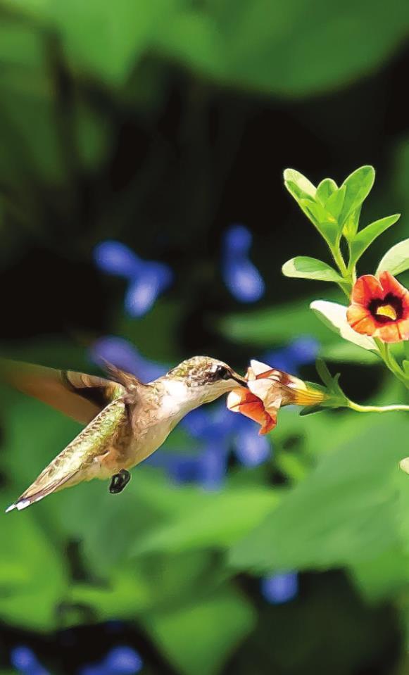 Superbells Calibrachoas: Great buy for blooms, birds, and butterflies