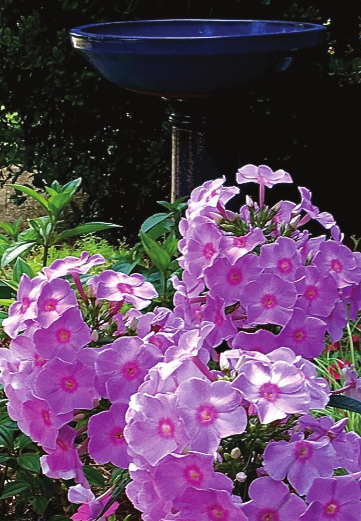 Luminary series of summer phlox offers color and fragrance