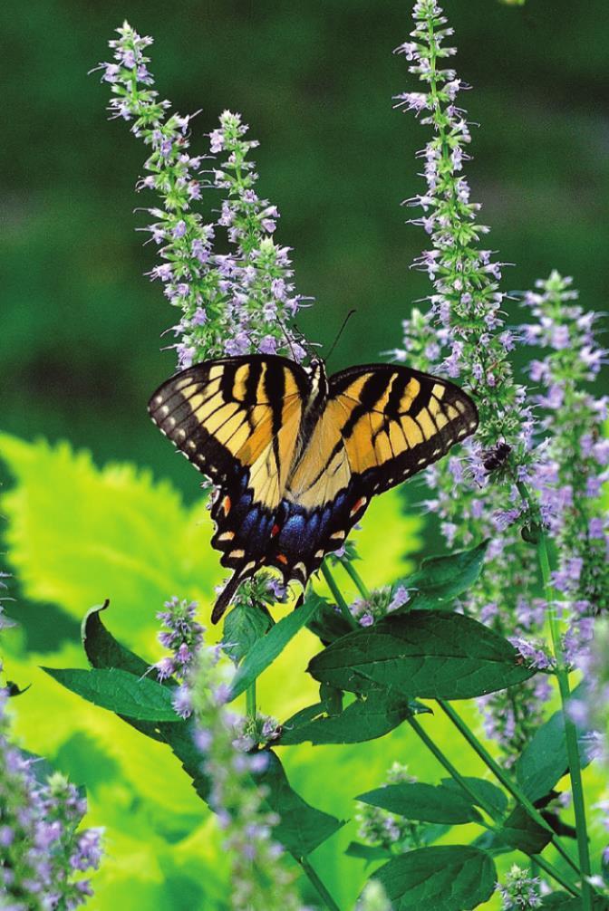 Make Blue Fortune agastache the foundation of your pollinator garden