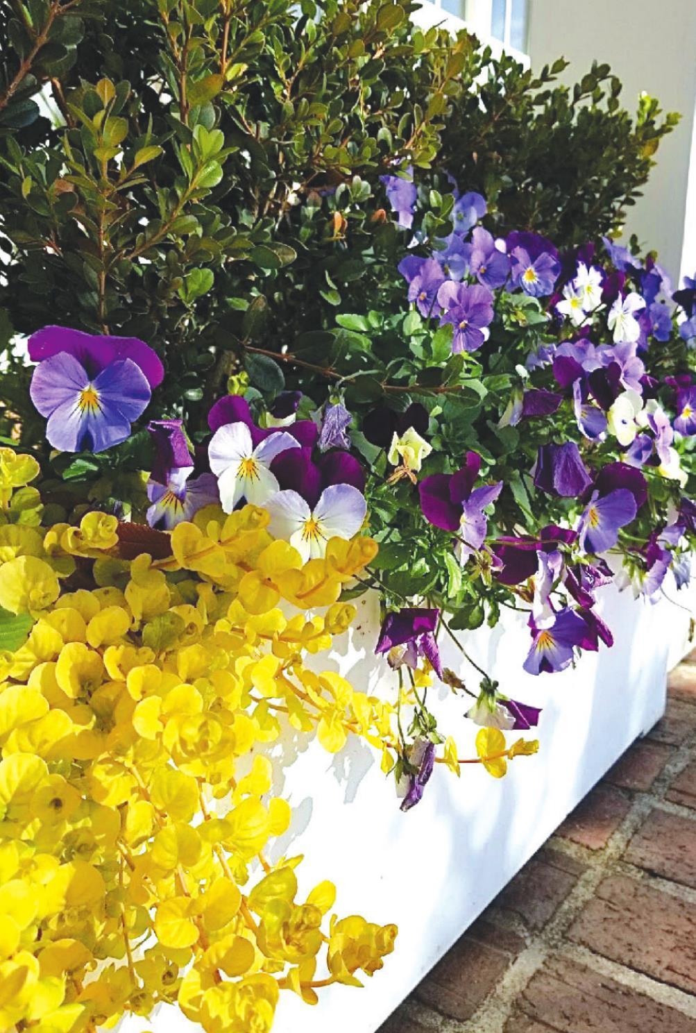 Perennials to add dazzle to your cool season containers