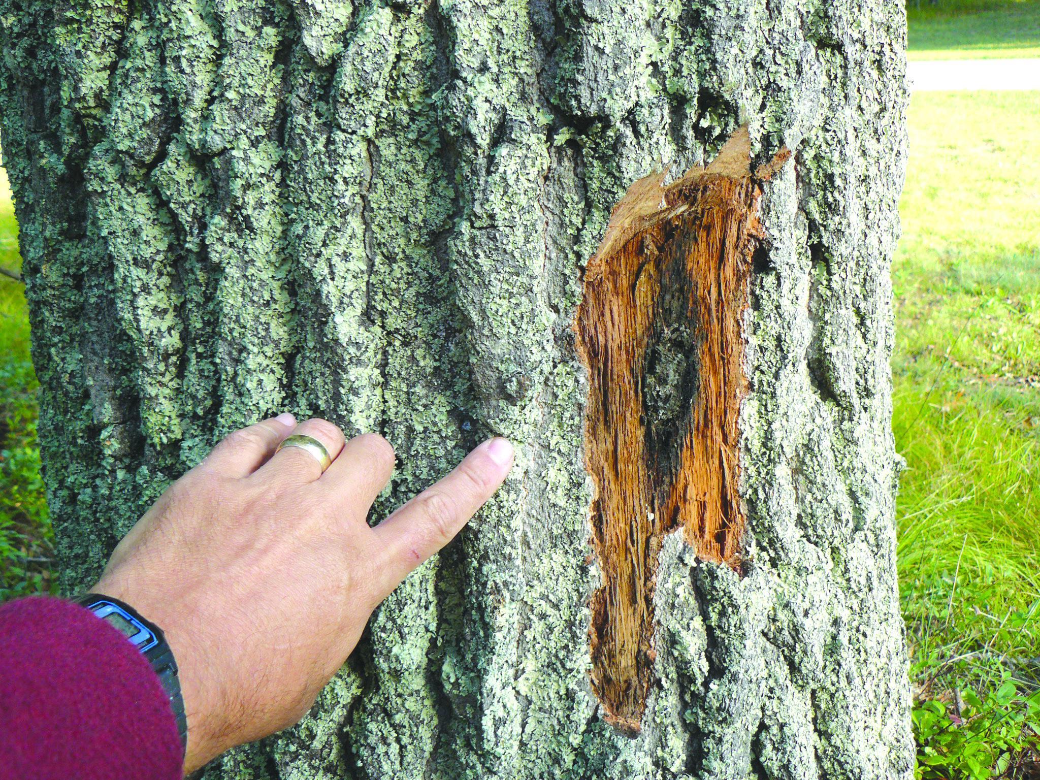 Wither thou wilt: Strategies for safeguarding tree health