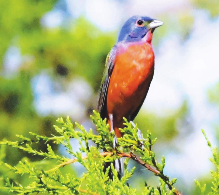 Feather-friendly designation makes Dripping Springs for the birds