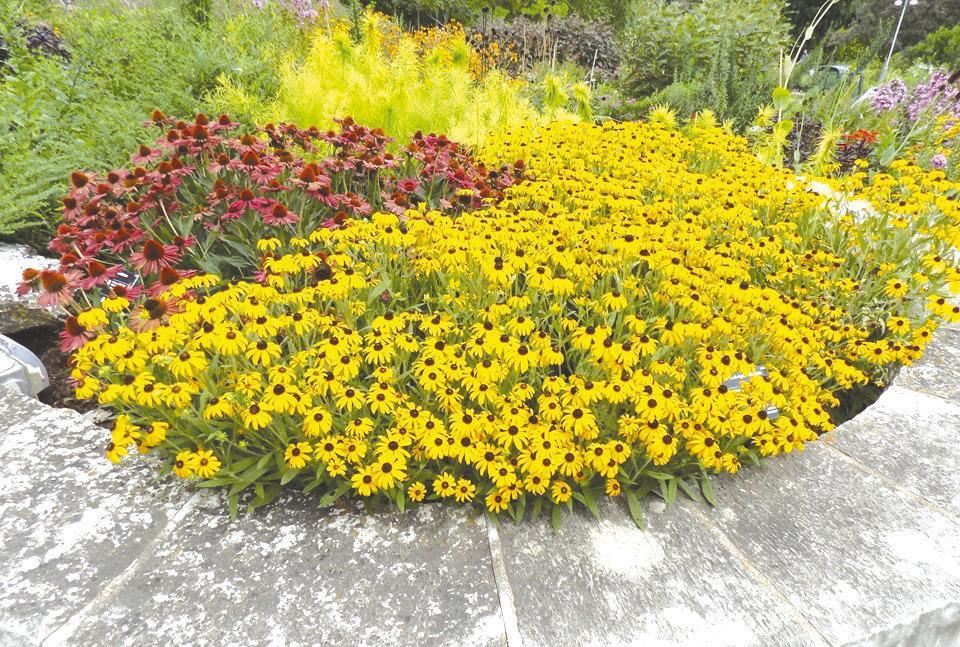 Look to create a gold rush for this award-winning Rudbeckia in 2023