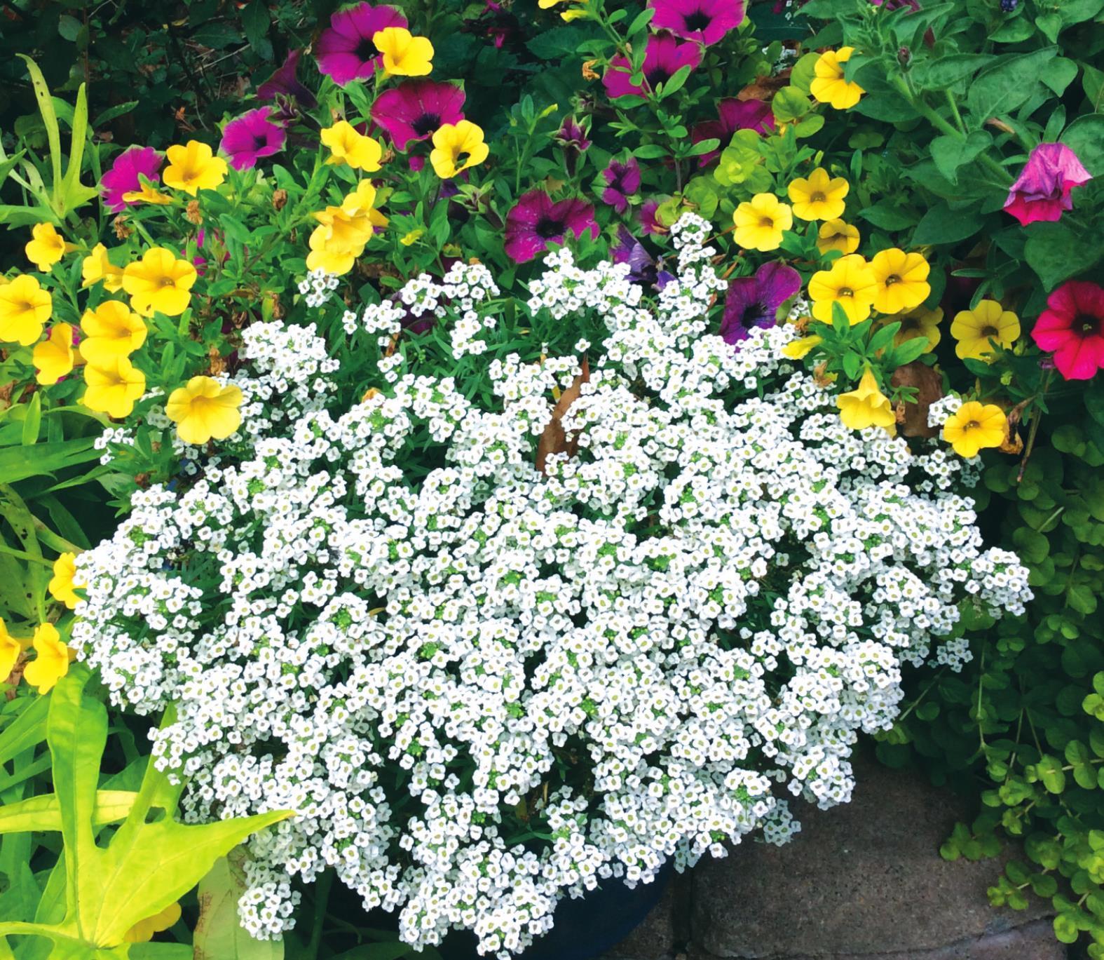 White Knight Alyssum leads with beauty and fragrance