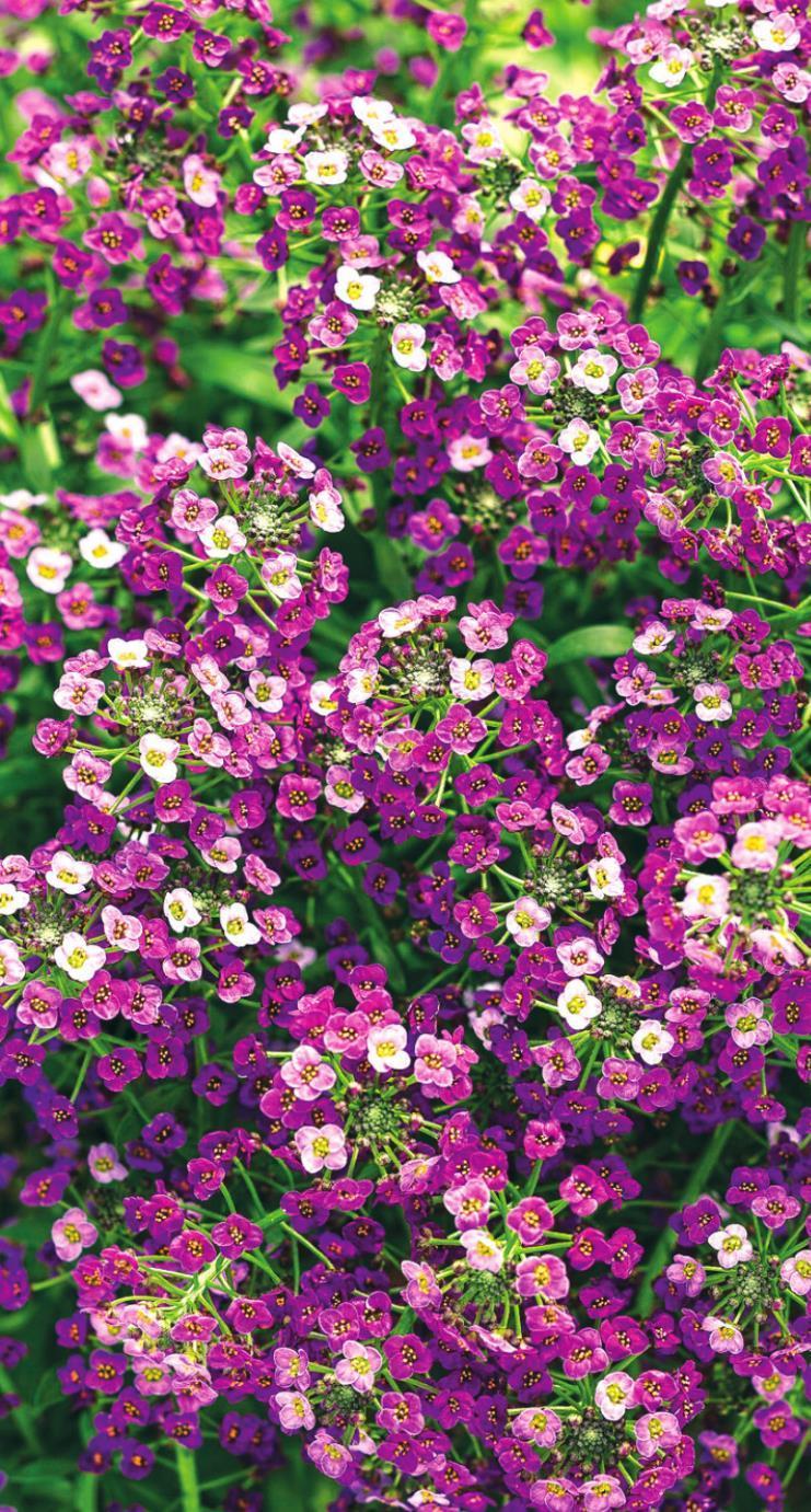 White Knight Alyssum leads with beauty and fragrance