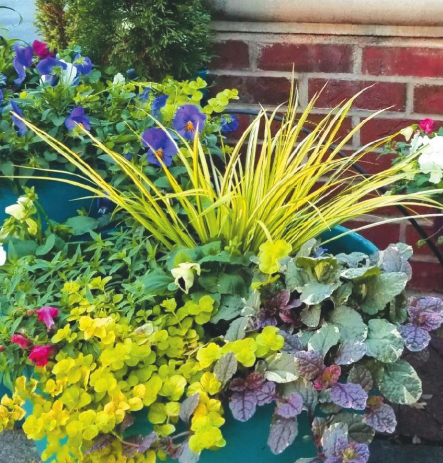 Perennials to add dazzle to your cool season containers