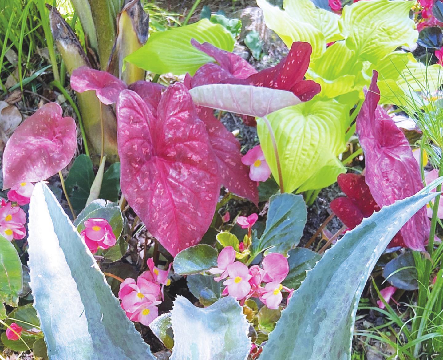 Let Heart to Heart Caladiums