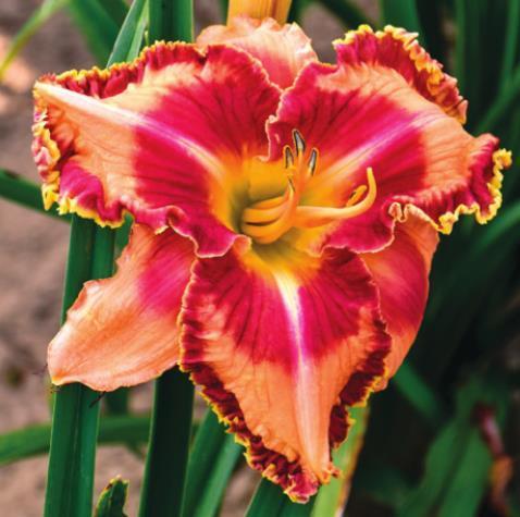 New Rainbow Rhythm Daylilies: Stunning for the ages
