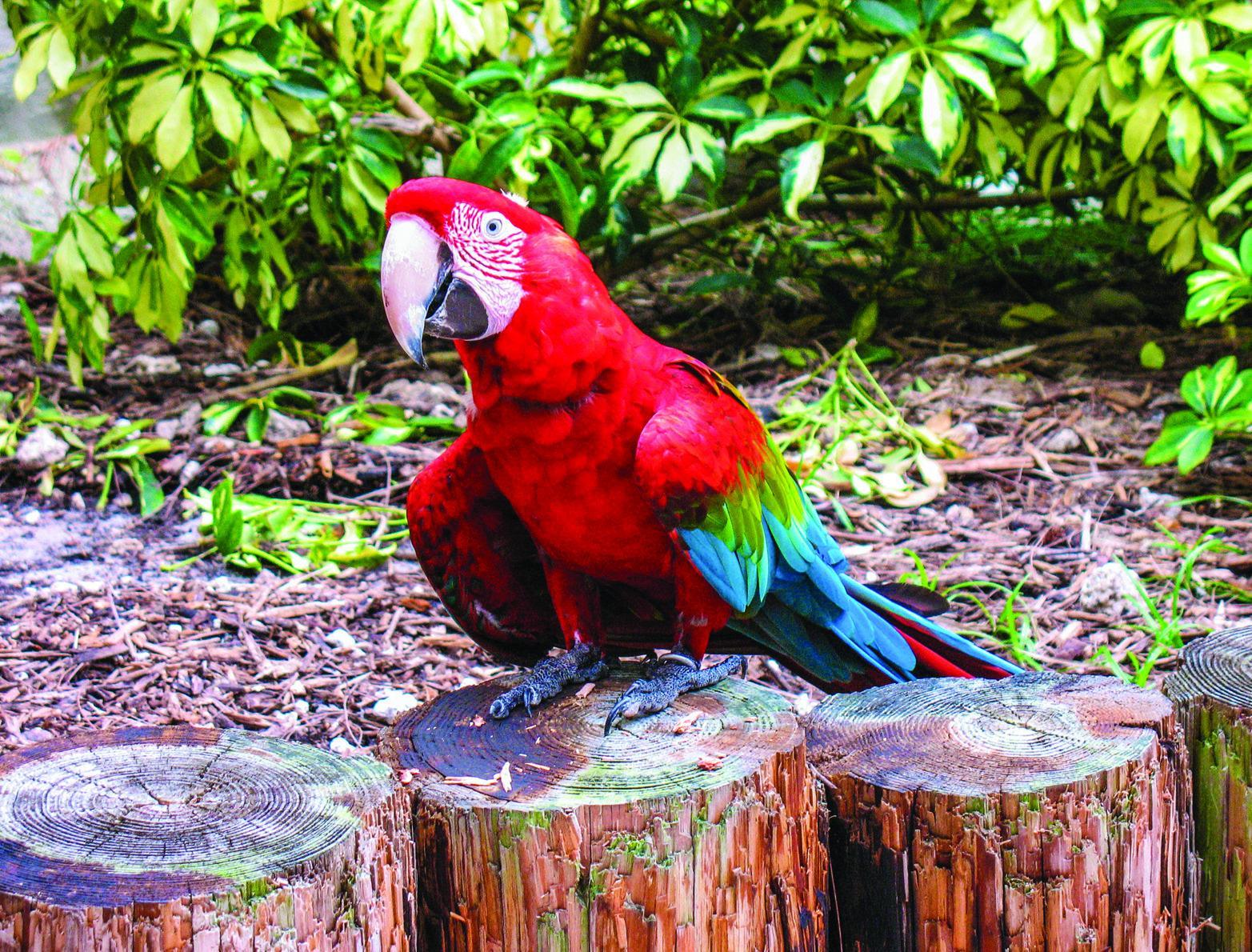 Exploring Nature: Costa Rica