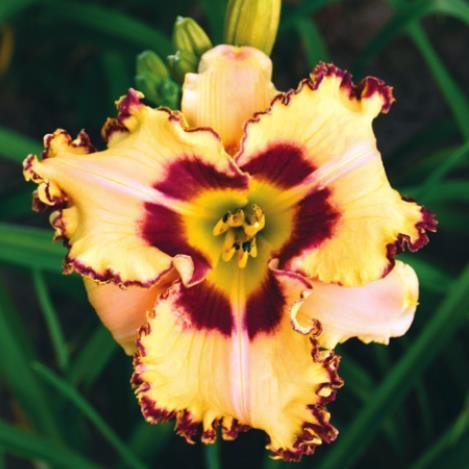 New Rainbow Rhythm Daylilies: Stunning for the ages