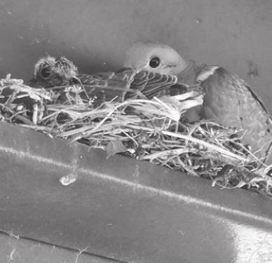 EXPLORING NATURE: MOURNING DOVES