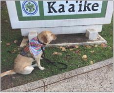 University therapy dog aids Maui wildfire victims