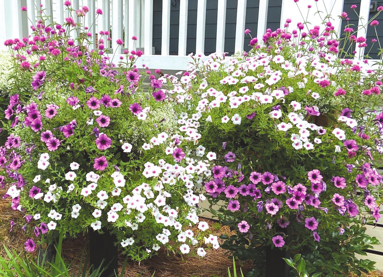 Flowers: A curb appeal that doesn’t deplete the wallet