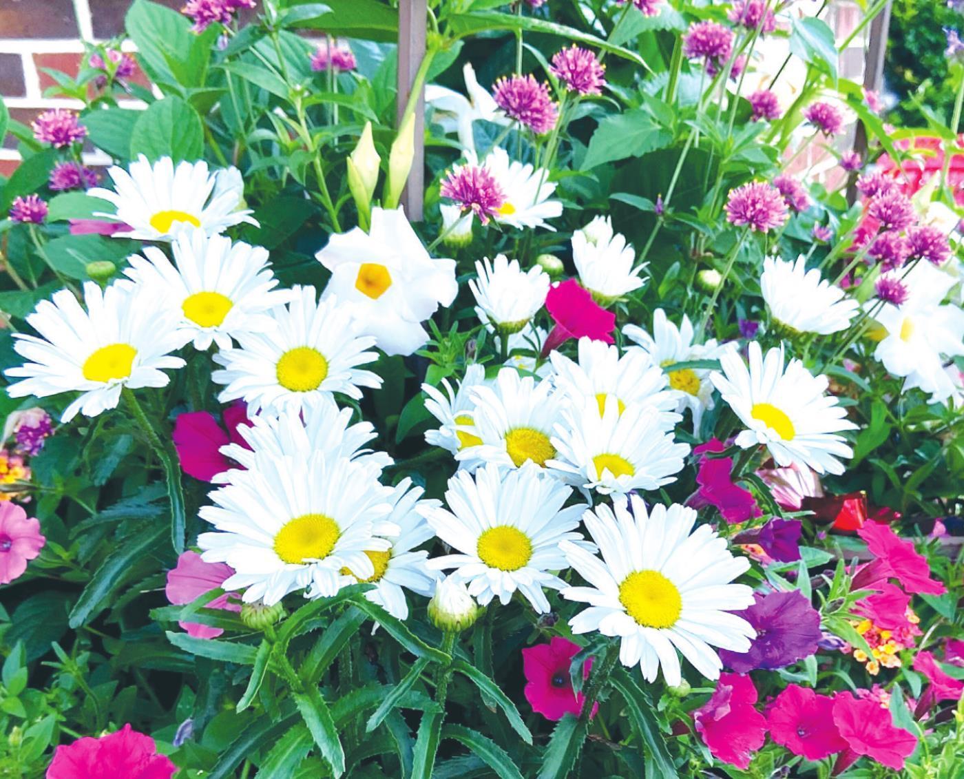 New Shasta Daisies like dessert for landscapes