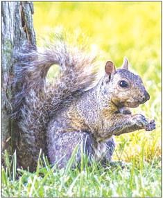 Exploring Nature: Splooting Squirrels