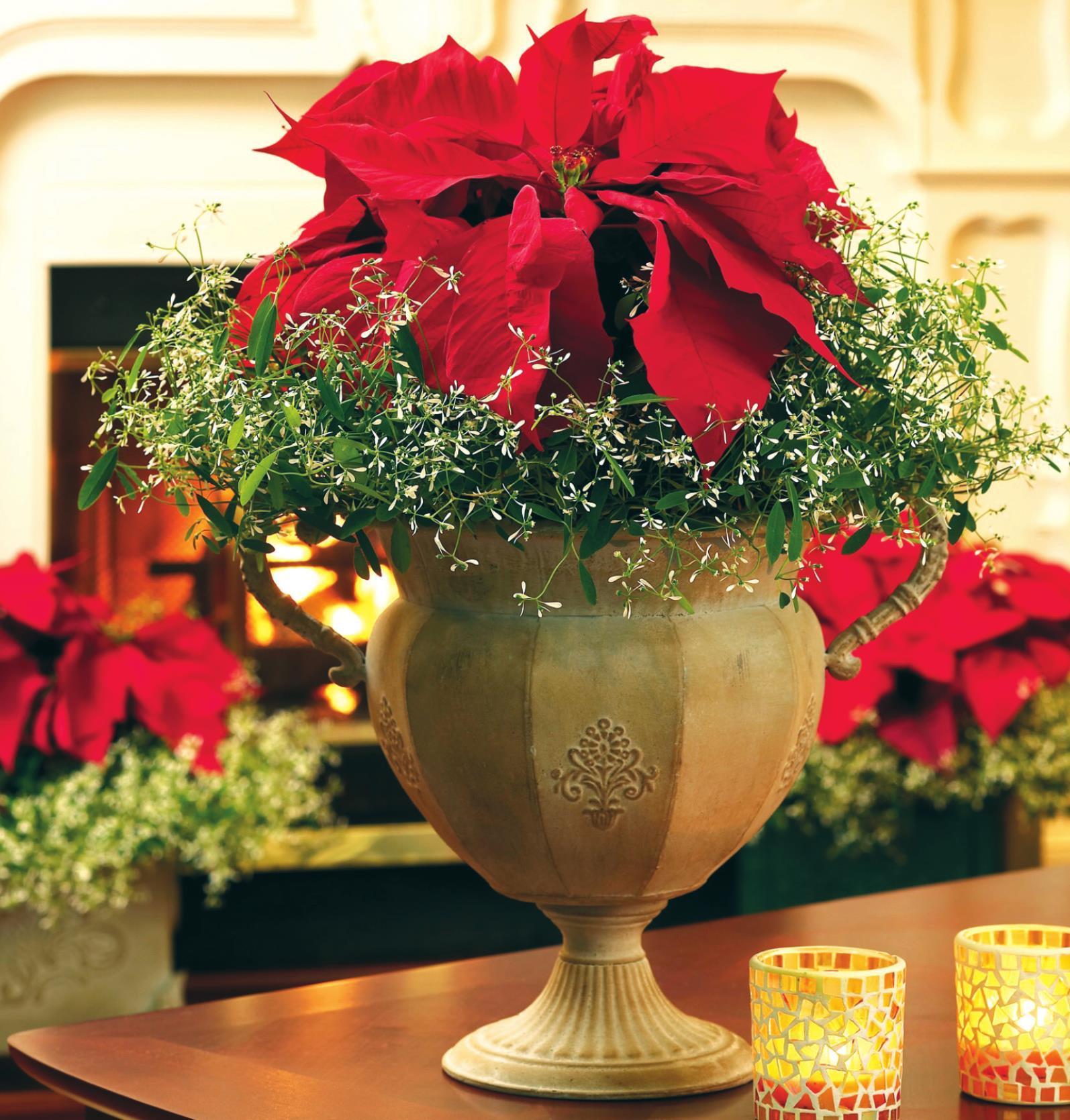 Frost Your Poinsettia for a Christmas remembered