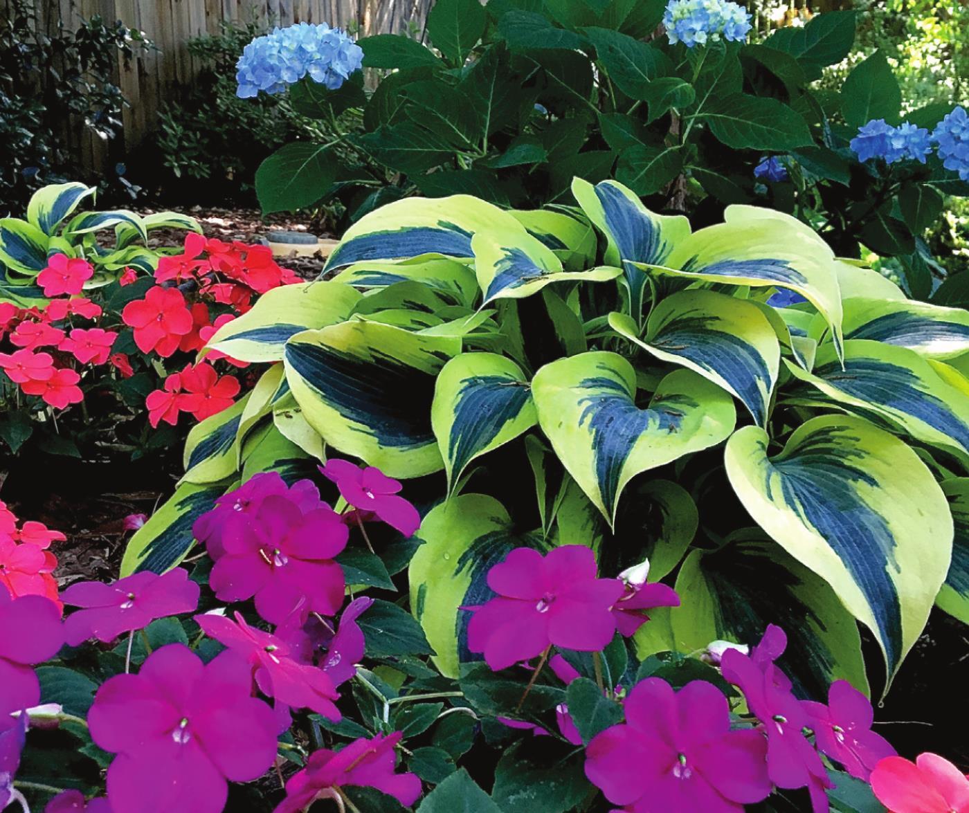 Soprano Impatiens will be a performance to your shade garden