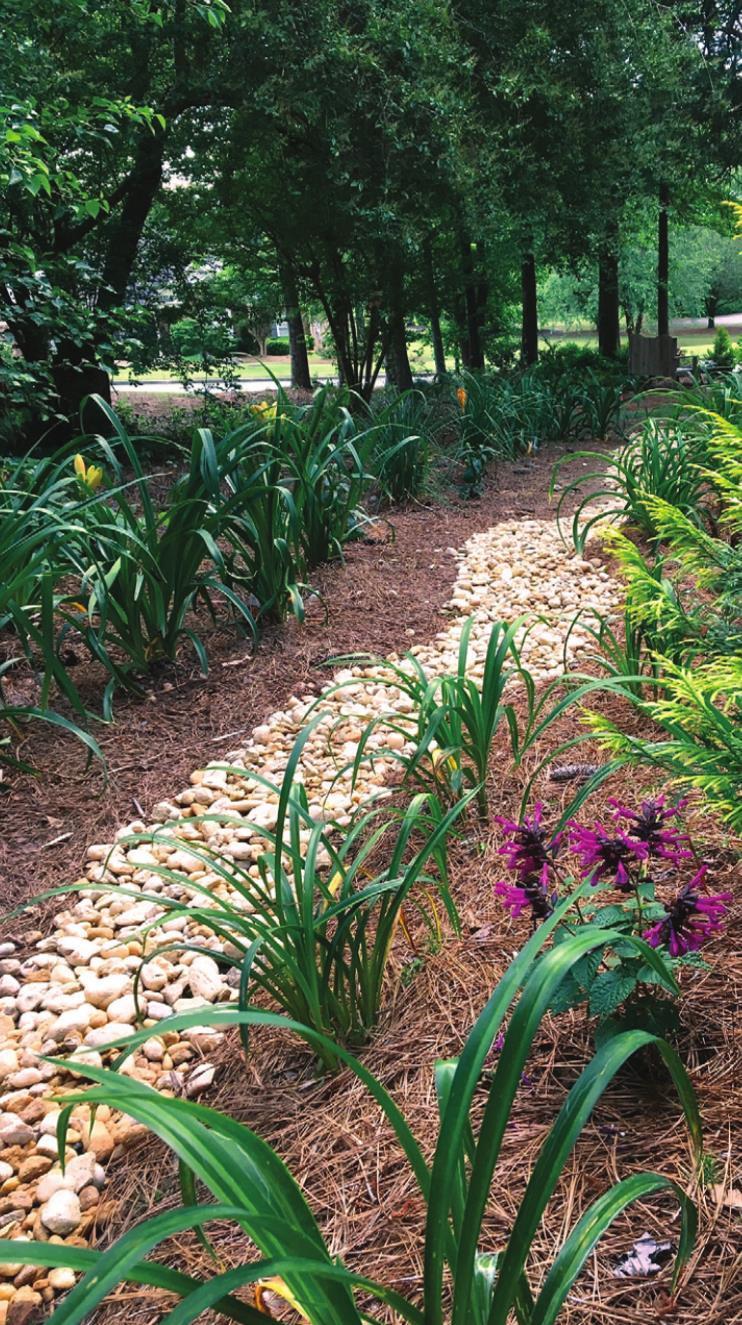 Rainbow Rhythm Daylilies transform problem area into secret garden