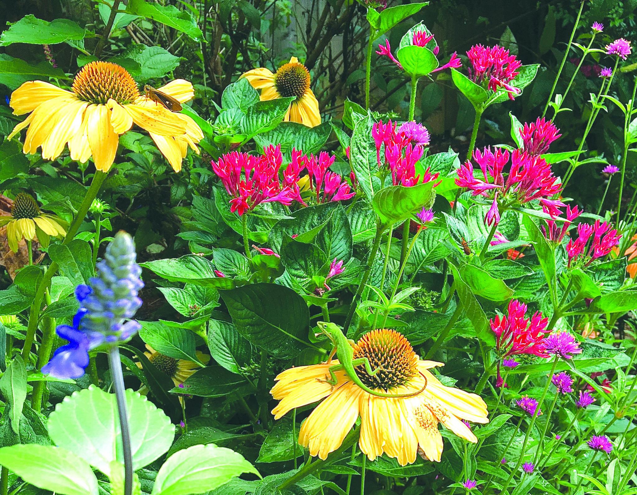 Color Coded One in a Melon: A dreamy new coneflower for 2023