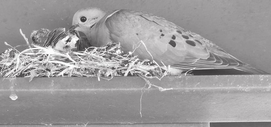 EXPLORING NATURE: MOURNING DOVES
