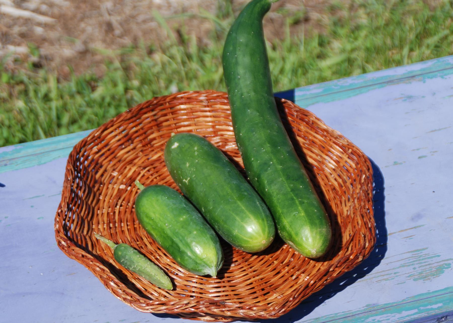 Harvest cucumbers for slicing & pickling | San Marcos Record