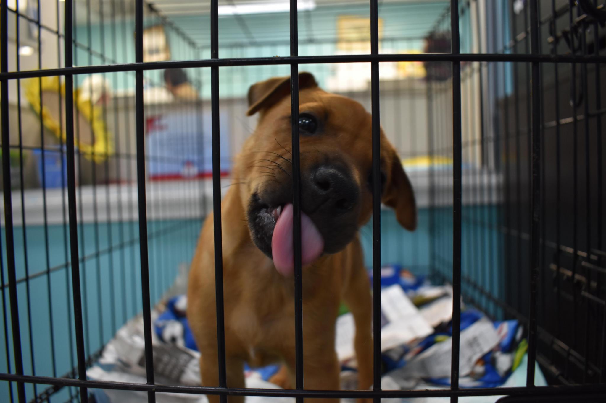 NO KENNEL SPACE: San Marcos Regional Animal Shelter in need of adopters |  San Marcos Record