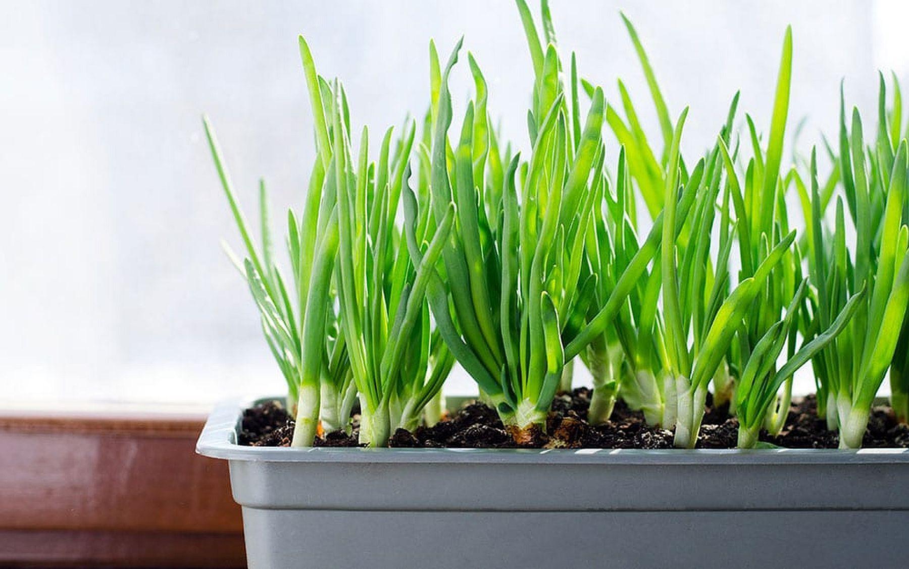 Growth In Gardening Growing Green Onions San Marcos Record,Cellulose In Food Definition