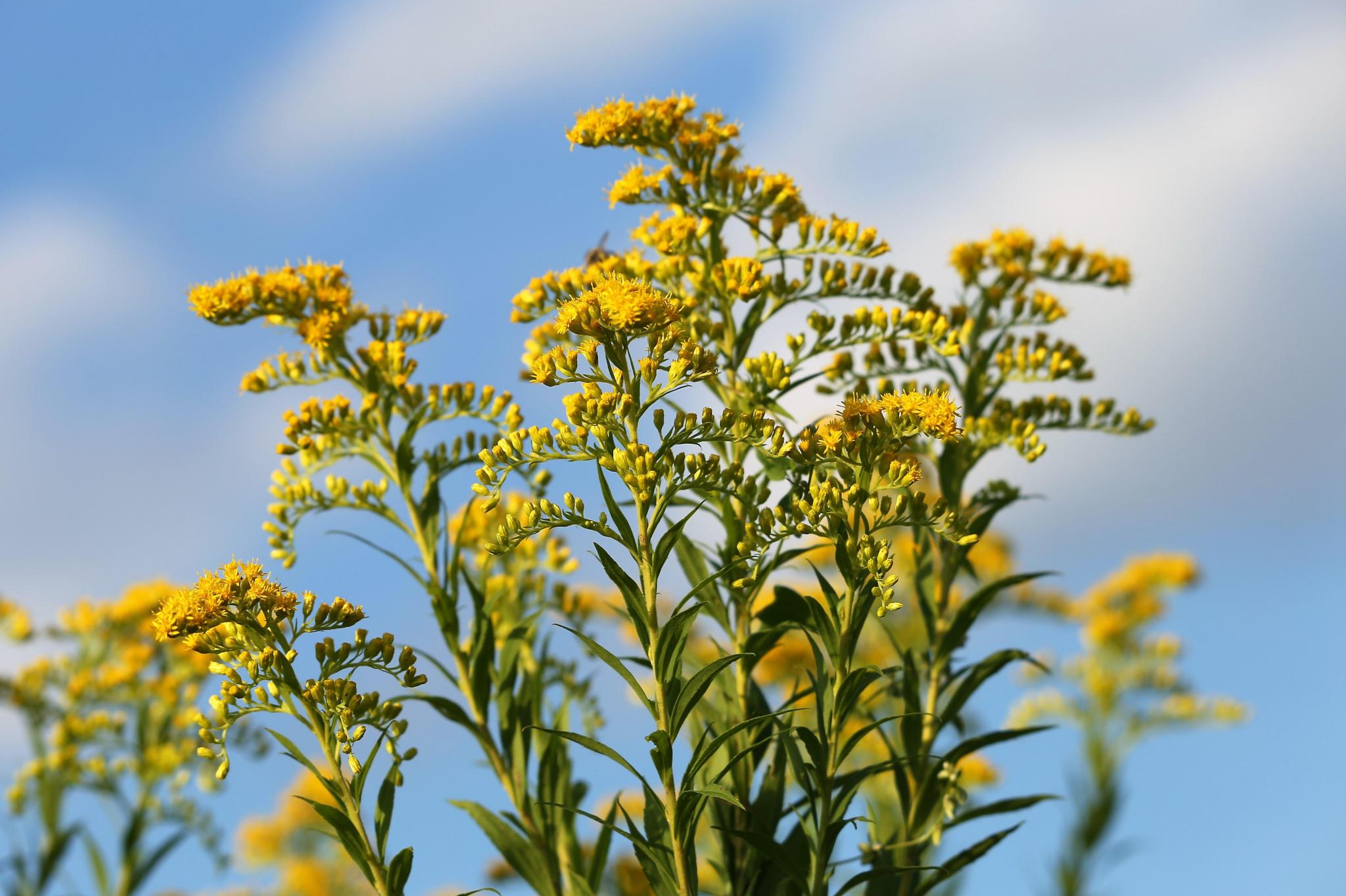 Growth In Gardening The Beautiful Useful Goldenrod San Marcos Record