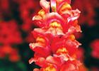 These Snapdragons aren’t just fantastic, they’re Snaptastic